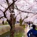 【京都・桜】全長約1.8km！哲学の道の桜並木を歩く【花見スポット2019】